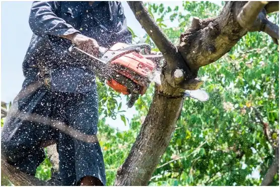 tree services Oberlin